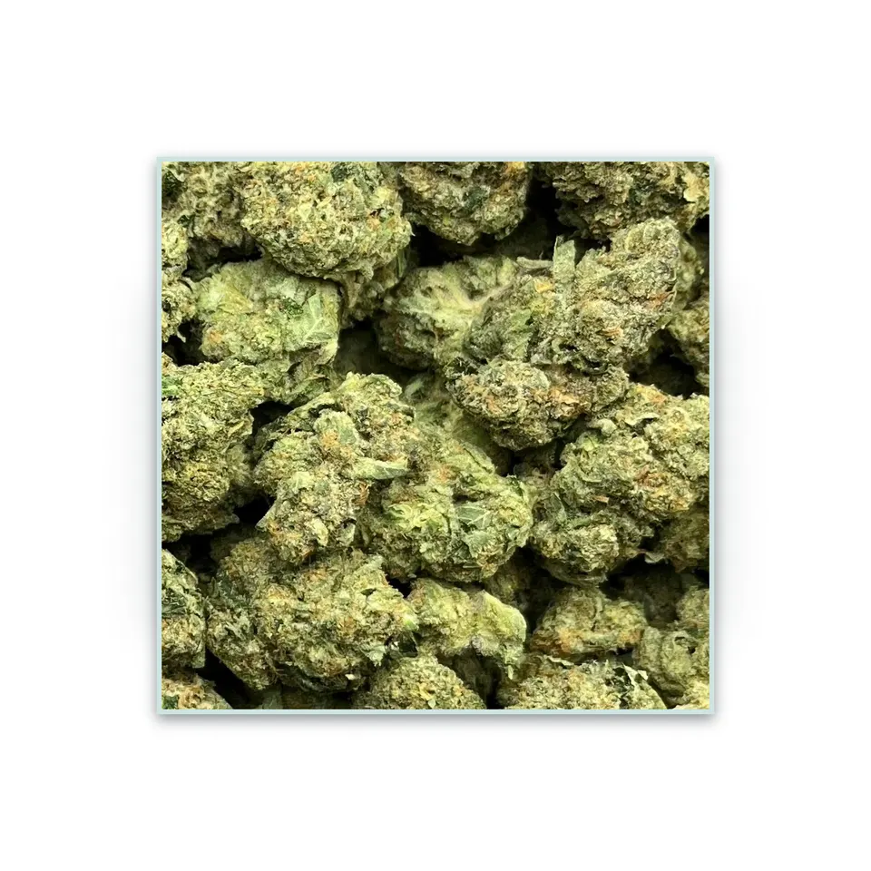 Astro Candy greenhouse hemp THCA flower, specimen view on white