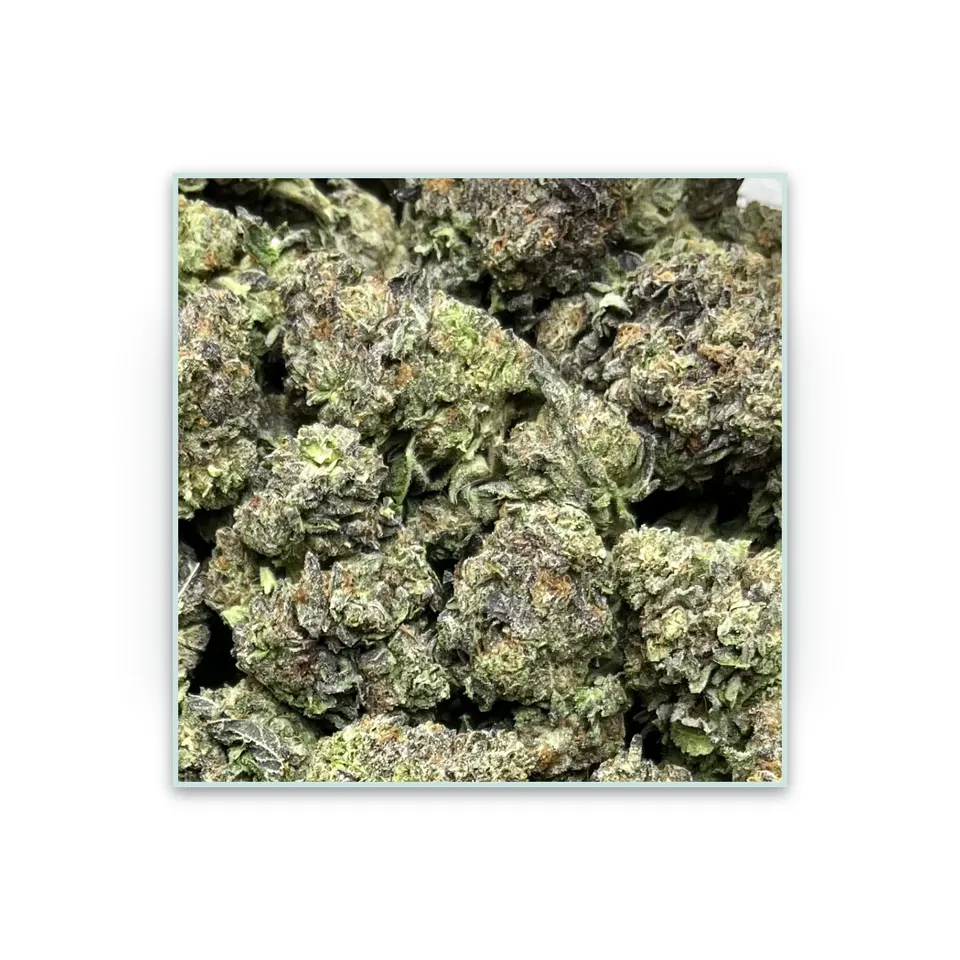 Gelato 45 greenhouse hemp THCA flower, specimen view on white
