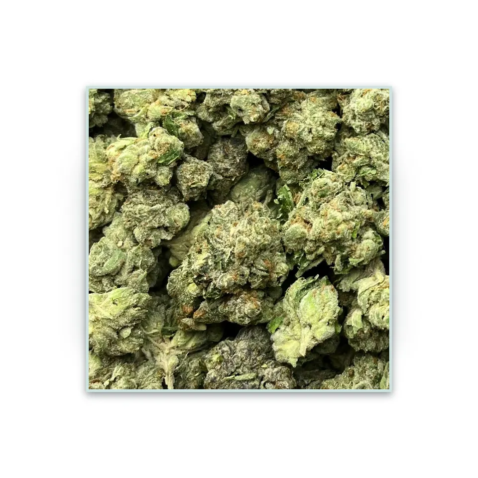 Sugar Tarts greenhouse hemp THCA flower, specimen view on white