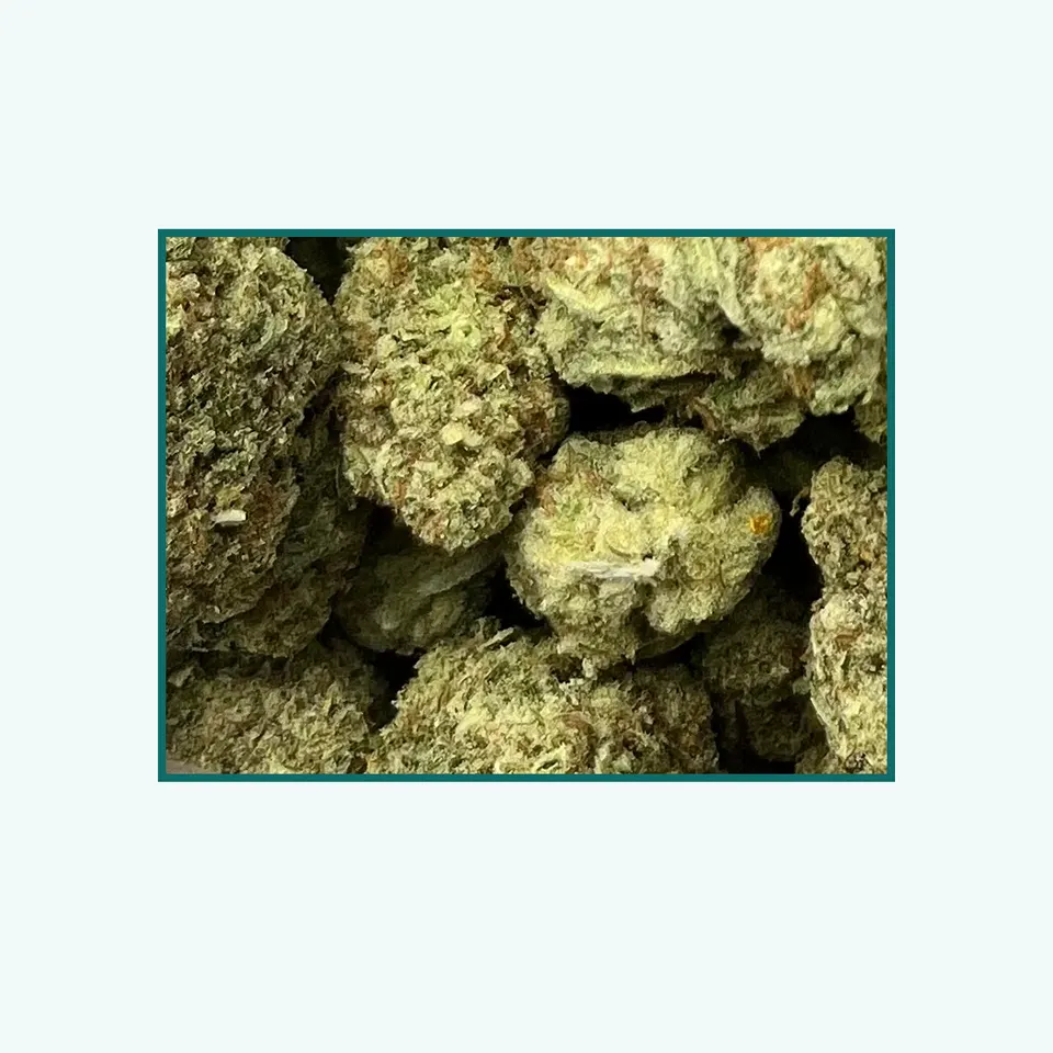 Tropicana greenhouse hemp THCA flower, close specimen view of the lot