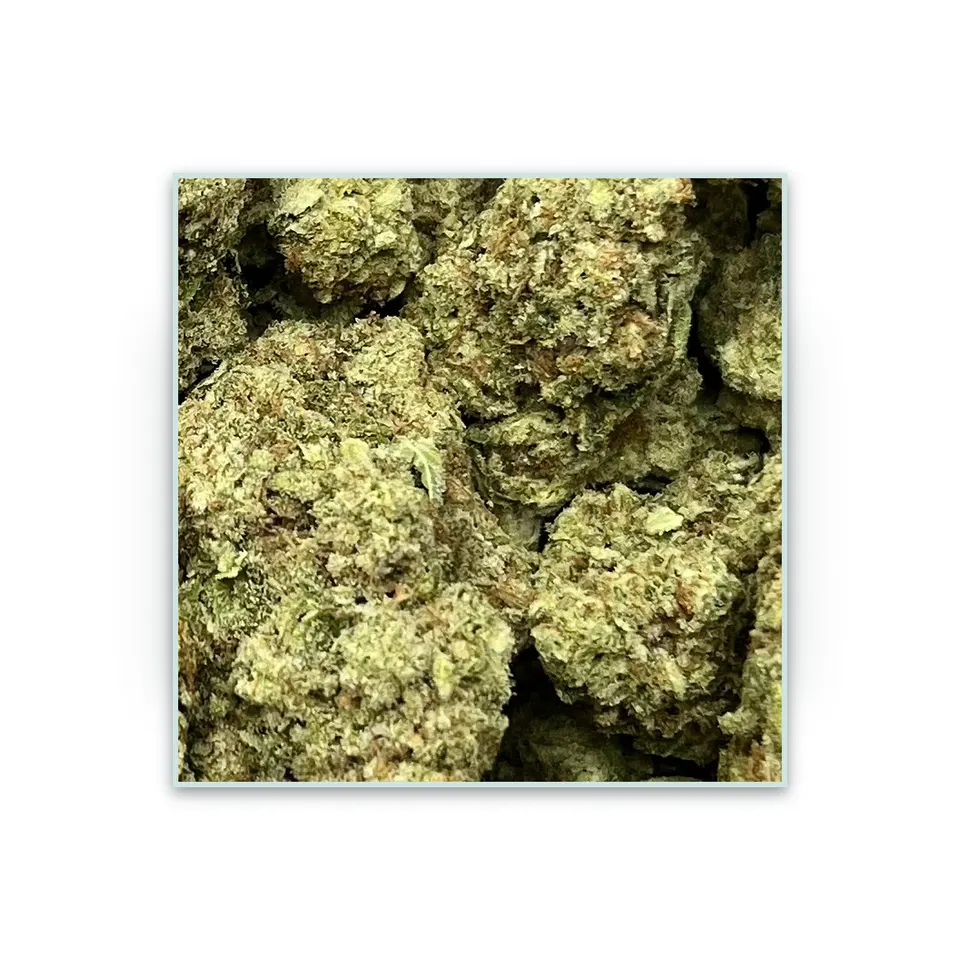 Tropicana greenhouse hemp THCA flower, specimen view on white