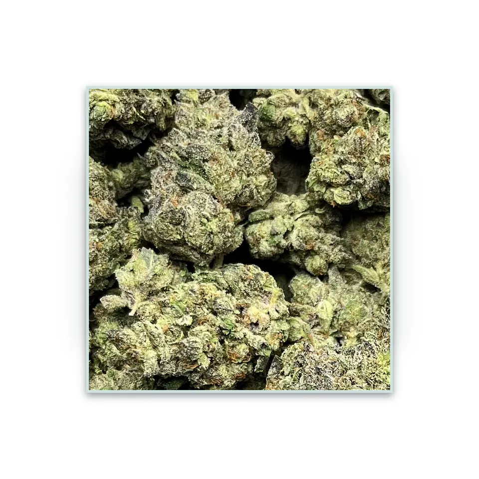 Wedding Pie greenhouse hemp THCA flower, specimen view on white